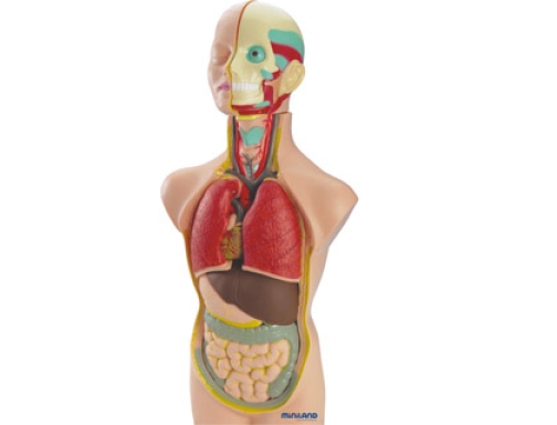 Comprar Juego Miniland anatomia humana 11 piezas 50 cm 99020