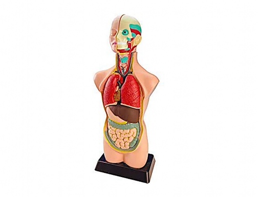 Juego Miniland anatomia humana 11 piezas 50 cm 99020, imagen 2 mini